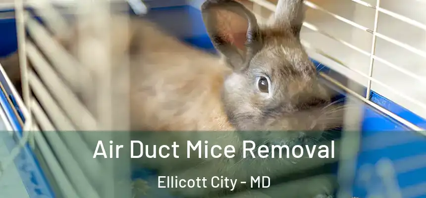  Air Duct Mice Removal Ellicott City - MD